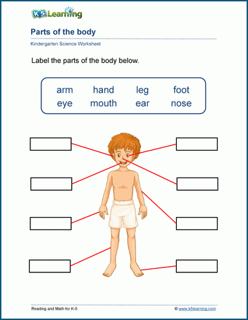 Sample Our Bodies Worksheet for Kindergarten